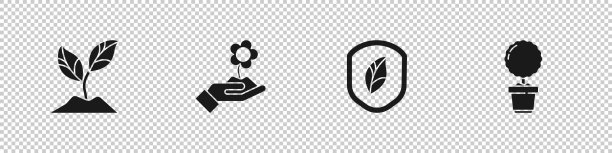 用叶子托着花盾放置植物图片下载