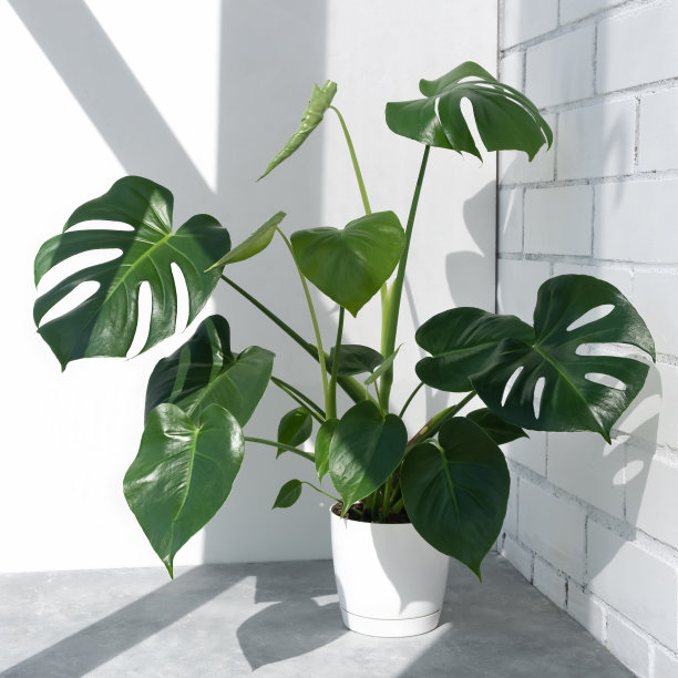 美丽的魔鬼美味或瑞士奶酪植物在阳光下，以砖墙为背景图片下载