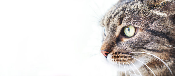 近距离看窗外的灰猫的肖像。本空间图片下载