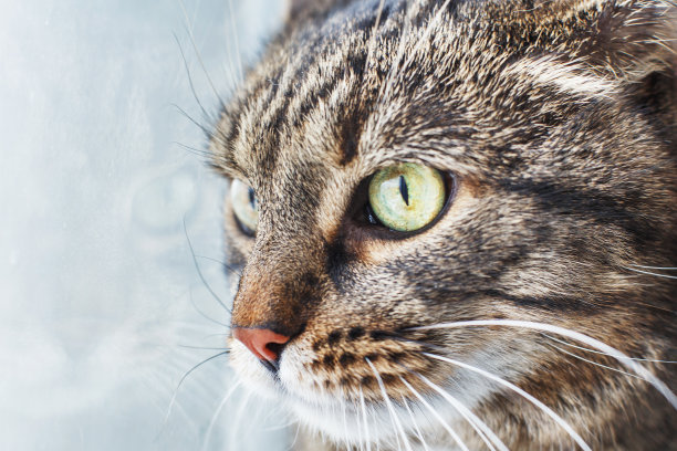 近距离看窗外的灰猫的肖像。本空间图片下载