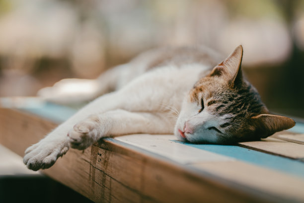 泰国猫睡在桌子的木头上图片下载