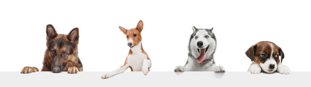 艺术拼贴画，不同品种的搞笑狗孤立在白色工作室背景。图片下载