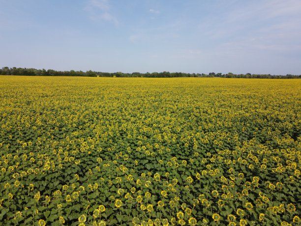 一片风景如画的向日葵下的蓝天，鸟瞰。在炎热的夏日，一片农田，风景如画。图片下载