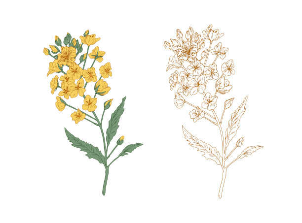 彩色的黄色油菜花和未着色图片下载