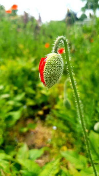 罂粟芽图片下载