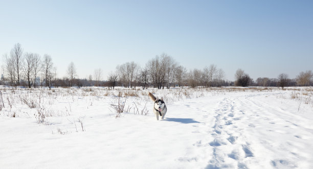 哈士奇在雪地里奔跑图片下载