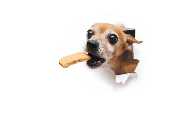 有趣的棕色小狗俄罗斯玩具小猎犬伸手拿食物，嘴里叼着饼干。白纸撕了个洞，有拷贝空间。饥饿和偷窃食物的概念。图片下载