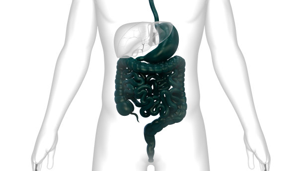 人体消化系统解剖学图片下载