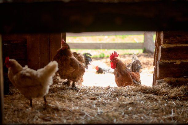 公鸡和小鸡在农场里吃饲料图片下载