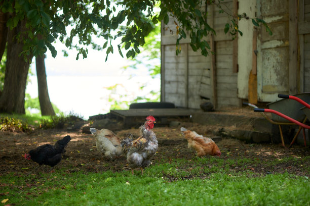 公鸡和小鸡在农场里吃饲料图片下载