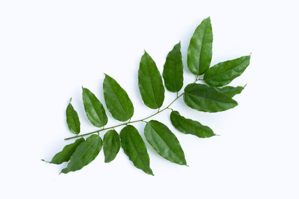 新鲜的紫椴绿叶图片下载