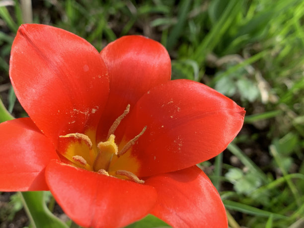 一张红色的花被明亮的春天的太阳照亮的照片，以绿色的花园为背景。图片下载