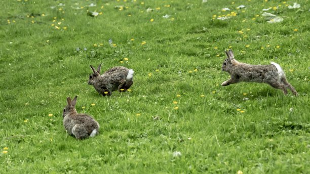 三个害怕兔子。图片下载