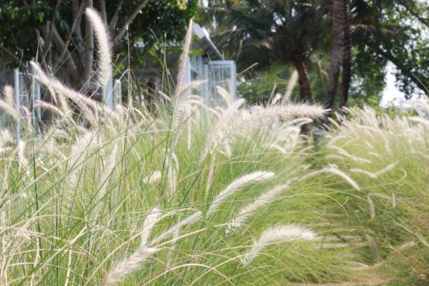 花园里的花草特写图片下载