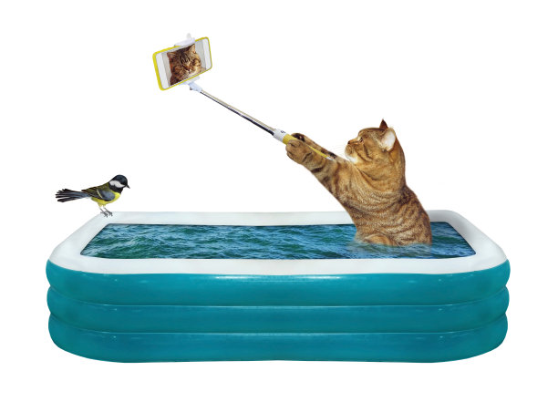猫咪在充气泳池自拍图片下载