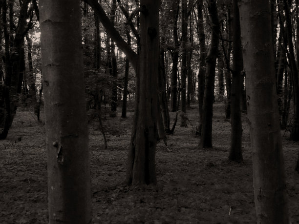 在树林里图片下载