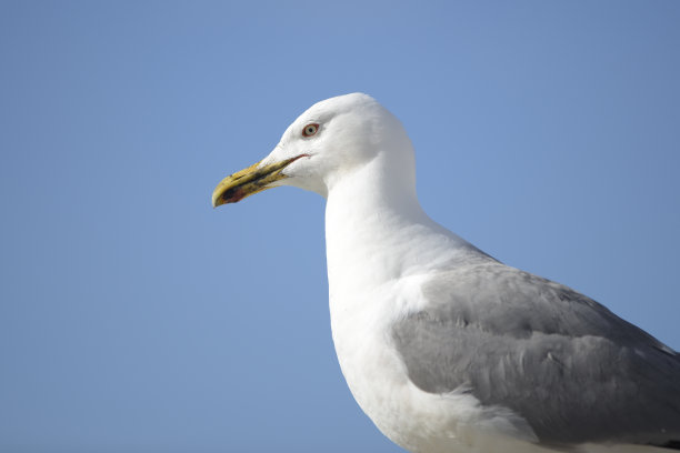 海鸥种类Larus Michahellis的头部拍摄与蓝色的天空背景。图片下载