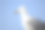海鸥种类Larus Michahellis的头部拍摄与蓝色的天空背景。图片下载