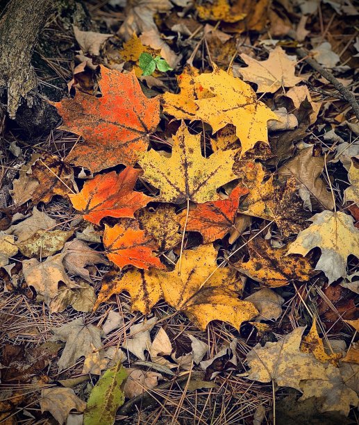 秋天的叶子图片下载