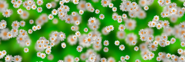 春夏装的概念。洋甘菊花图案背景。花图案设计，墙纸，织物。三维演示图片下载