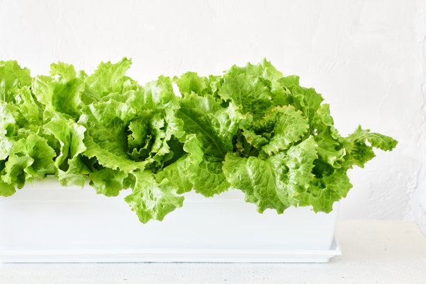 绿色的生菜叶子。图片下载
