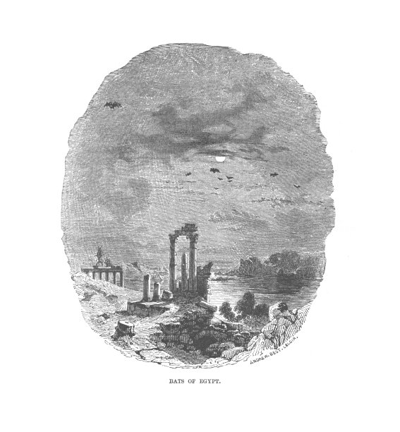 埃及蝙蝠复古雕刻插图图片下载