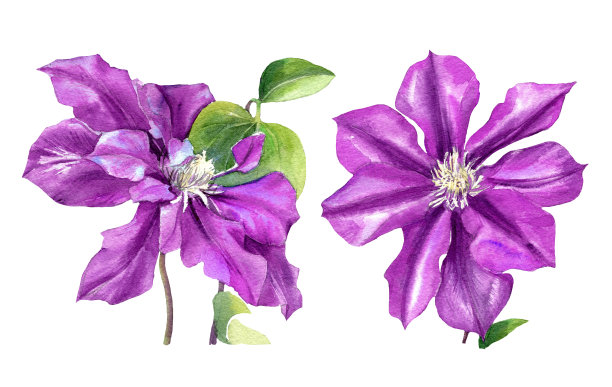 水彩画铁线莲。铁线莲花孤立在白色背景上。图片下载