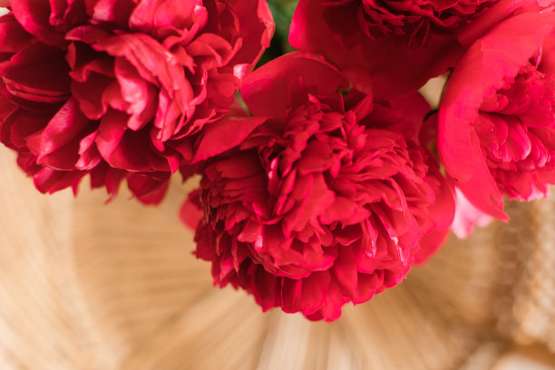 大的深红色牡丹花盛开在一个玻璃花瓶在一个古老的藤椅与中性色的背景图片下载