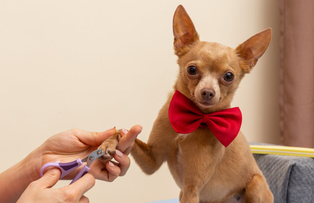 主人给狗修指甲。可爱的小狗戴着红色蝴蝶领带，家养宠物生活。图片下载