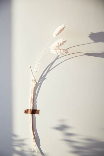 拯救地球地球的概念。干燥的兔尾草花用阴影粘在背景上。垂直图图片下载