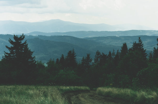 深绿色高大的针叶树和小型落叶乔木和灌木映衬着深灰色密布的天空，高大的黄草图片下载