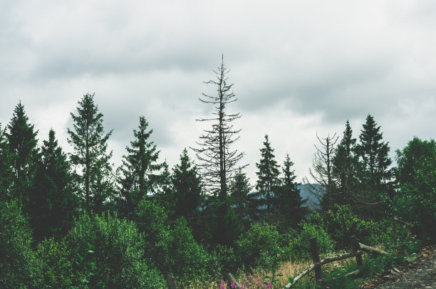 山顶上有茂密的针叶林和落叶树，背景是多云的天空，破坏了篱笆上的乡村道路图片下载