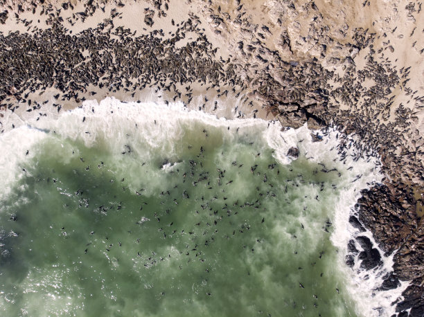 纳米比亚十字角巨大海豹群的航拍照片。无人机拍摄的海豹躺在海岸线上，在海水中游泳。非洲动物和风景摄影。图片下载