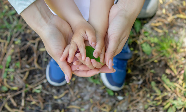 绿叶在手中，一瓣莲。有选择性的重点。图片下载