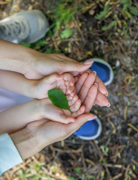 绿叶在手中，一瓣莲。有选择性的重点。图片下载