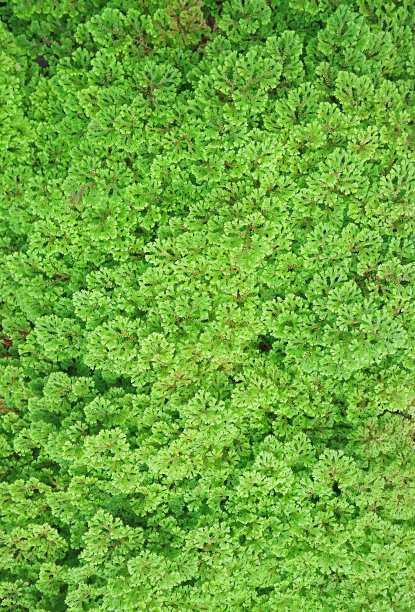 顶视图生机勃勃的绿色植物在花园图片下载