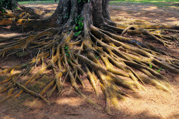 树根图片下载