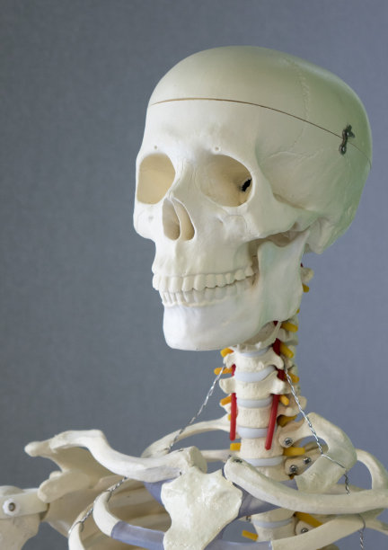 人体骨骼，训练假人。医疗保健的概念。图片下载