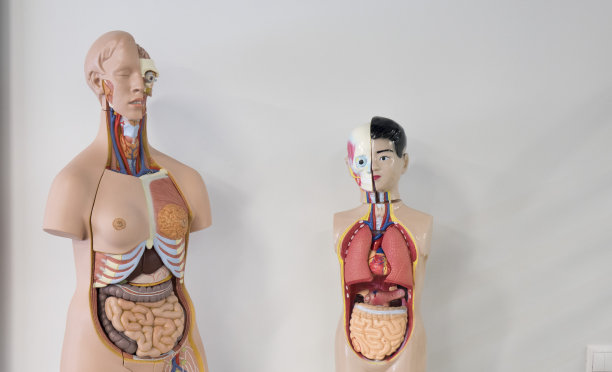 人体内部器官，训练假人。医疗保健的概念。图片下载