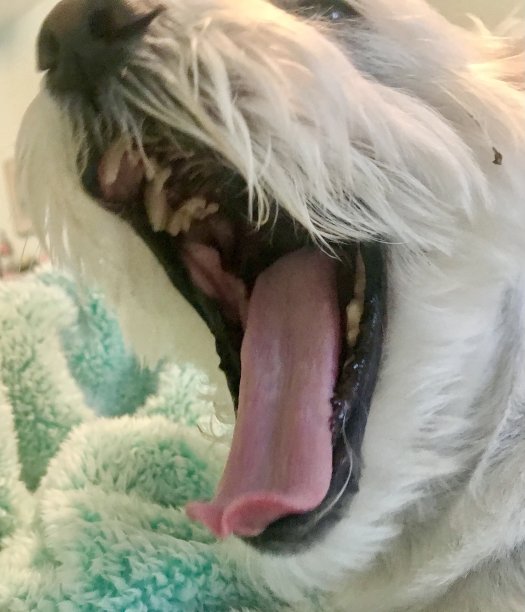 宠物医院检查图片下载