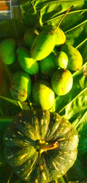 芒果和南瓜图片下载