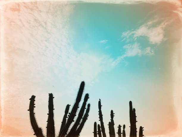 鸟站在仙人掌上。疯狂的彩色的天空图片下载