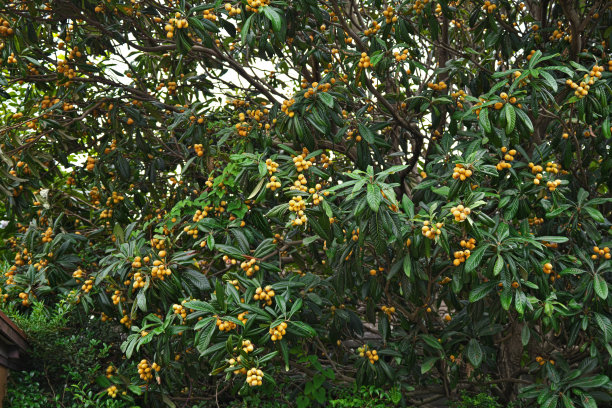 枇杷果实图片下载