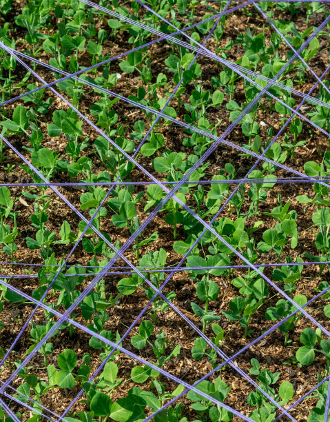 在堆肥土壤中种植健康蔬菜食品。农村农场中生长的绿色豌豆。图片下载