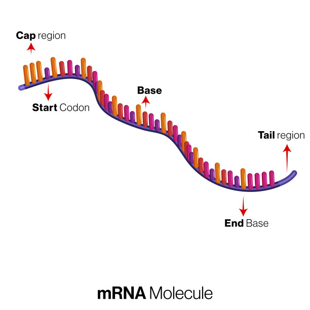 信使RNA或信使RNA分子的医学说明。图片下载