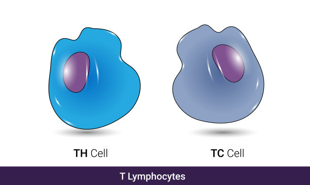 T淋巴细胞图解:细胞毒和辅助T细胞。图片下载