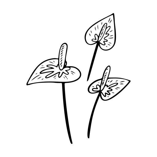 手捧花的剪影。热带植物花卉涂鸦元素。轮廓花烛夏威夷花。手绘树叶图标。矢量插图孤立在白色背景。图片下载