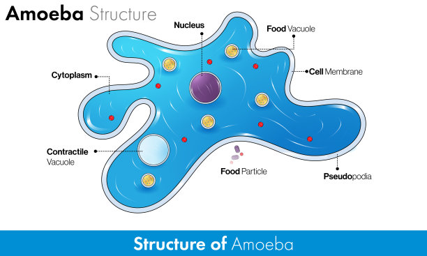 变形虫图解的微观结构。图片下载