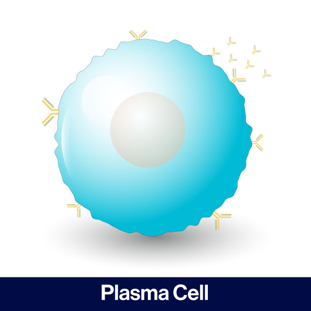 b浆细胞分泌抗体的插图图片下载