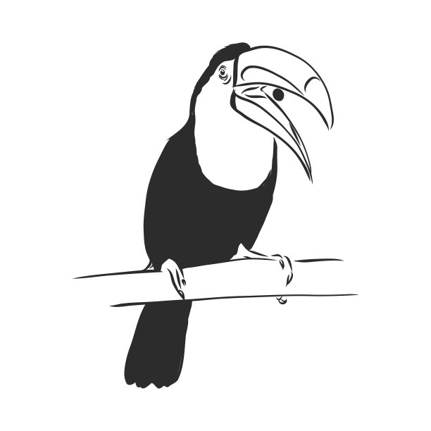 巨嘴鸟手绘插图写实素描图片下载